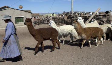 translated from Spanish: El mundo perdido de un pastor de llamas en los Andes