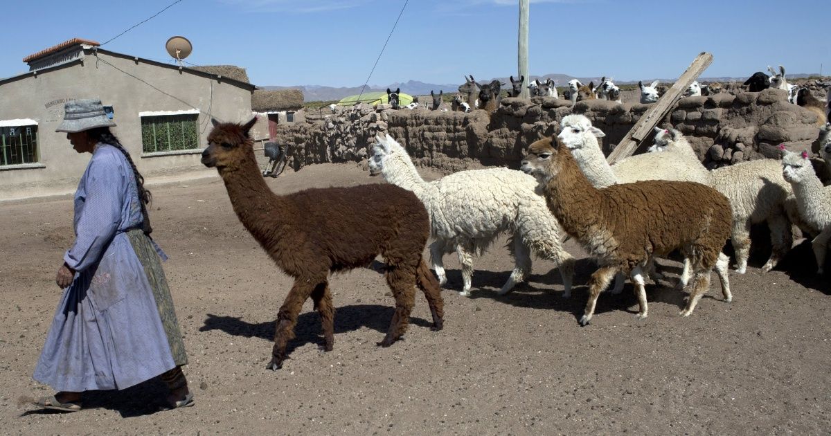 El mundo perdido de un pastor de llamas en los Andes