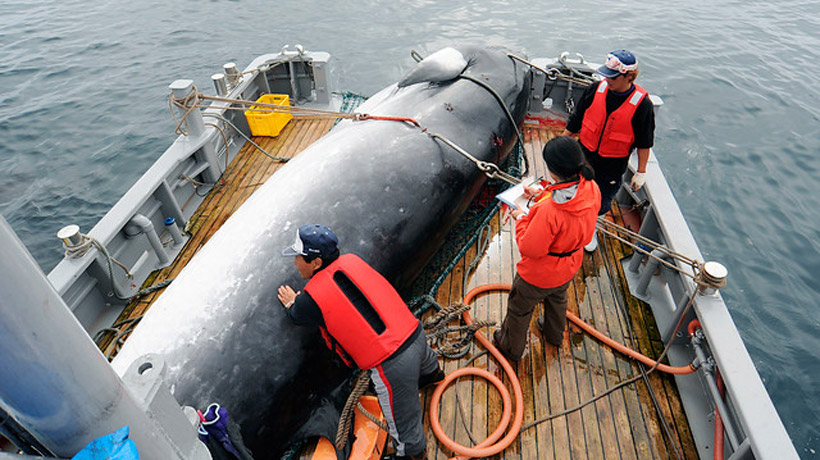 Japón reanudará la caza comercial de ballenas en 2019