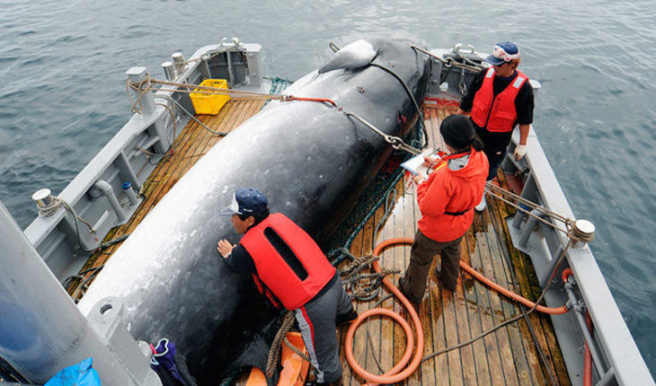 translated from Spanish: Japón reanudará la caza comercial de ballenas en 2019