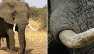 Mueren más de cuatrocientos elefantes en Kenia