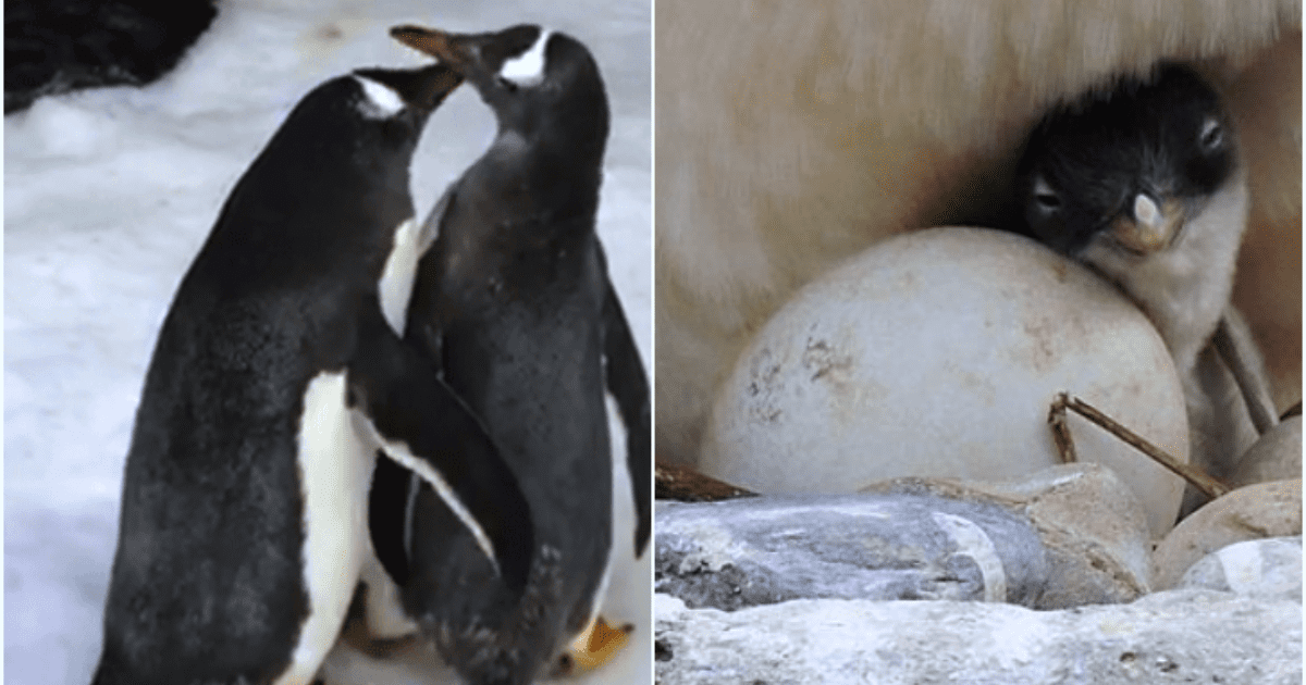 Pareja lesbiana de pingüinas espera su primer cría