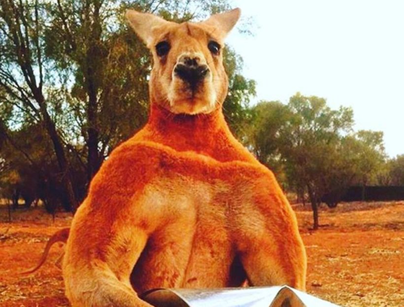 Roger, the brawny Kangaroo of Australia