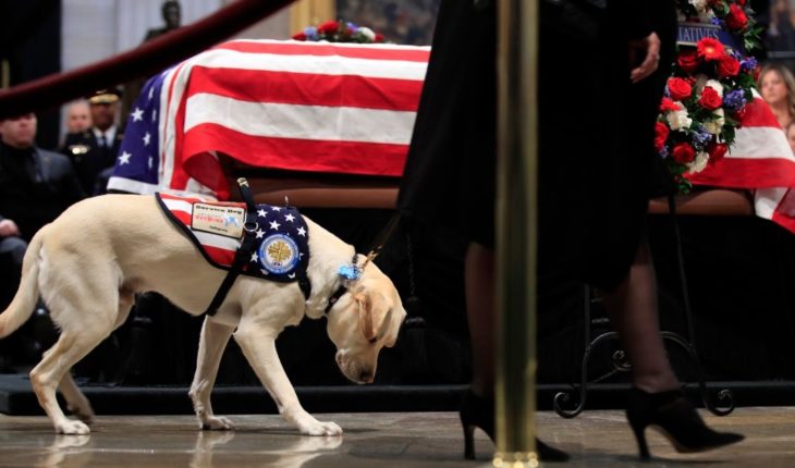 translated from Spanish: The amazing loyalty of Bush’s dog: together until the last day