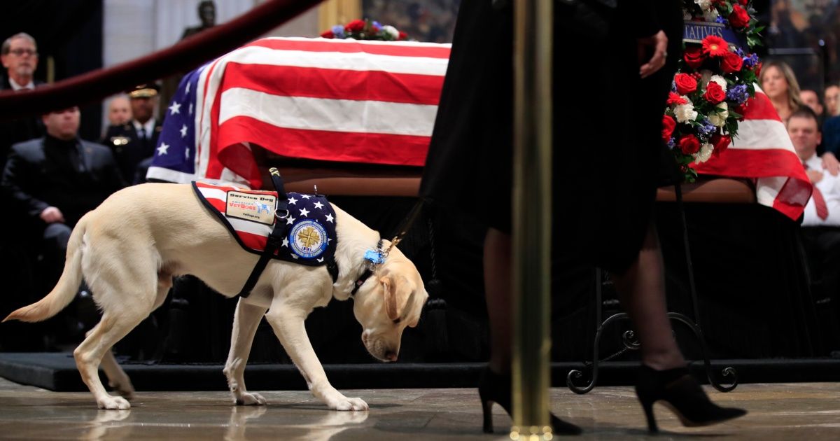 The amazing loyalty of Bush's dog: together until the last day