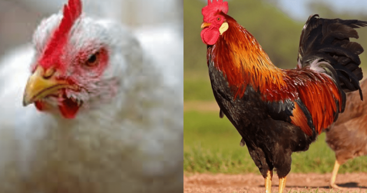 The chicken symbol of tragic evolution of birds