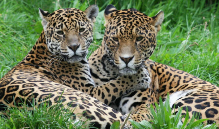 translated from Spanish: Tren Maya podría poner en riesgo a población de jaguares