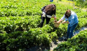 “Del huerto a la casa”, la autocosecha de fruta florece en el sur de Chile