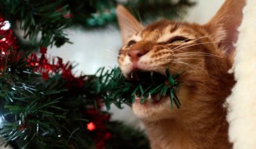 ¿Puedes encontrar al gato escondido en este árbol de Navidad?