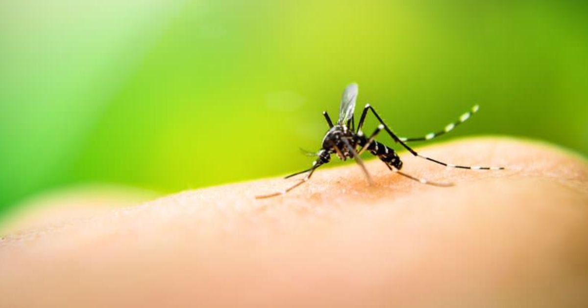 Confirmaron un caso de dengue autóctono en la Ciudad de Buenos Aires