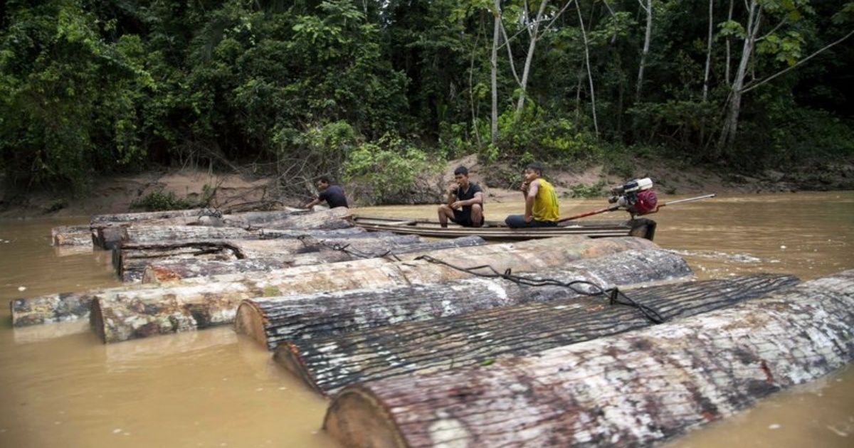 EEUU alega que Perú no está combatiendo la tala ilegal