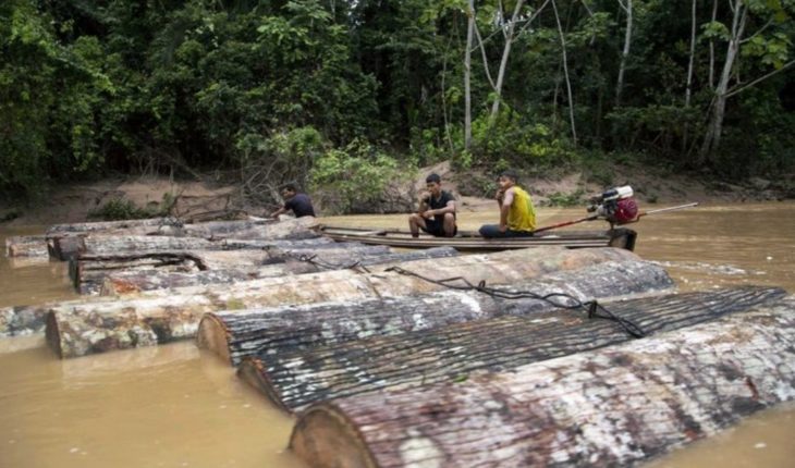 EEUU alega que Perú no está combatiendo la tala ilegal