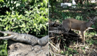 Hallan cocodrilo de pantano y venado deambulando en calles de Campeche