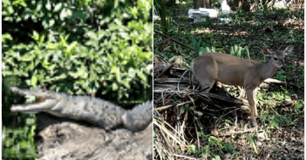 Hallan cocodrilo de pantano y venado deambulando en calles de Campeche