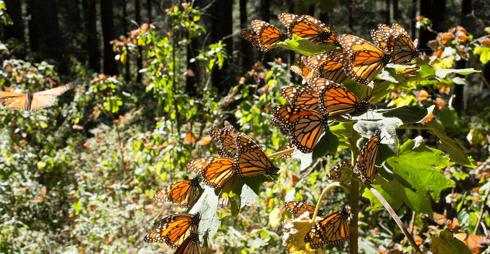 Norteamérica logra meta de conservación de mariposa monarca