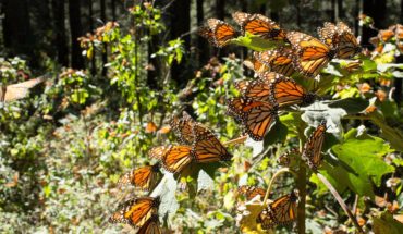 Norteamérica logra meta de conservación de mariposa monarca