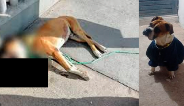 Piden justicia para el perrito bóxer asesinado con cohetes en San Luis Potosí