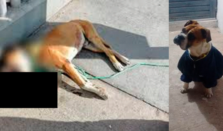 Piden justicia para el perrito bóxer asesinado con cohetes en San Luis Potosí