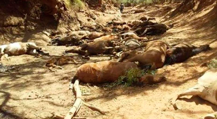 Tras ola de calor en Australia decenas de caballos salvajes mueren de sed