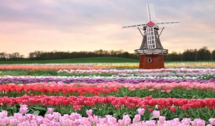 translated from Spanish: The Netherlands revolutionize agriculture