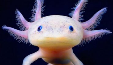 translated from Spanish: They sequence genome of the Axolotl, key to study human regeneration