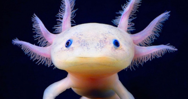 They sequence genome of the Axolotl, key to study human regeneration