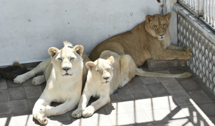 Autoridades confiscan a tres leones en CDMX