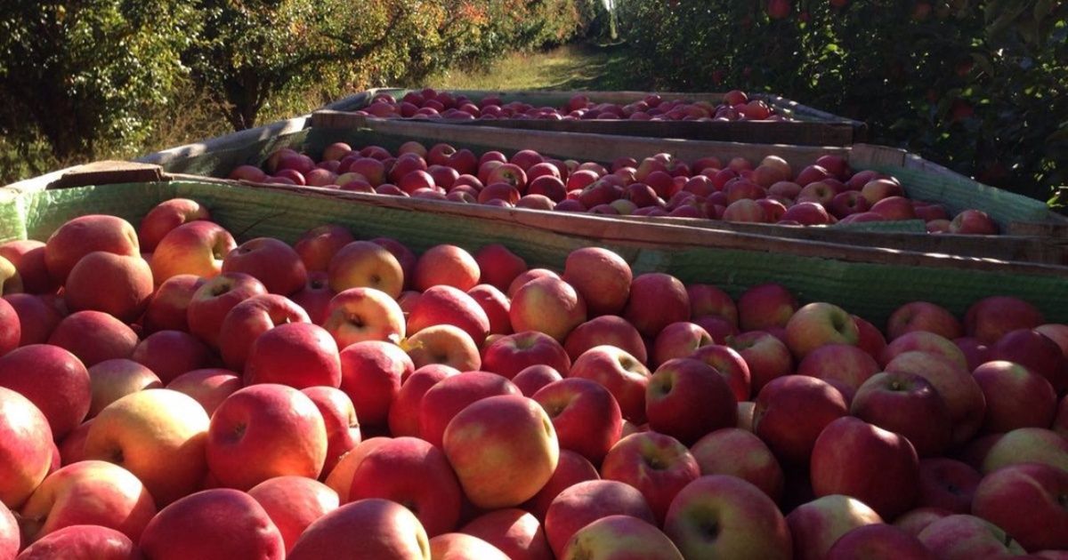 Brasil anunció que deja de comprar manzanas y peras de Argentina