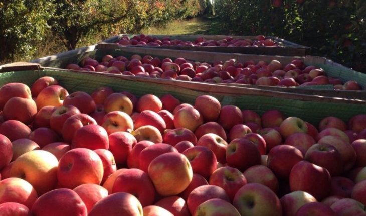 Brasil anunció que deja de comprar manzanas y peras de Argentina