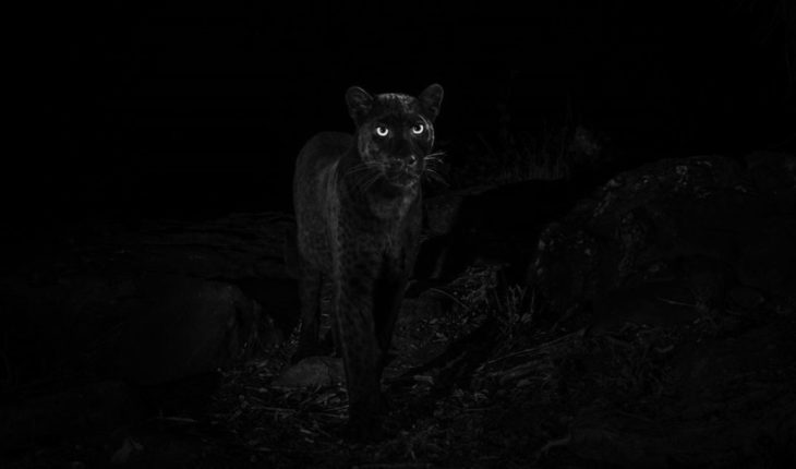 Después de 100 años lograron fotografiar a un leopardo negro