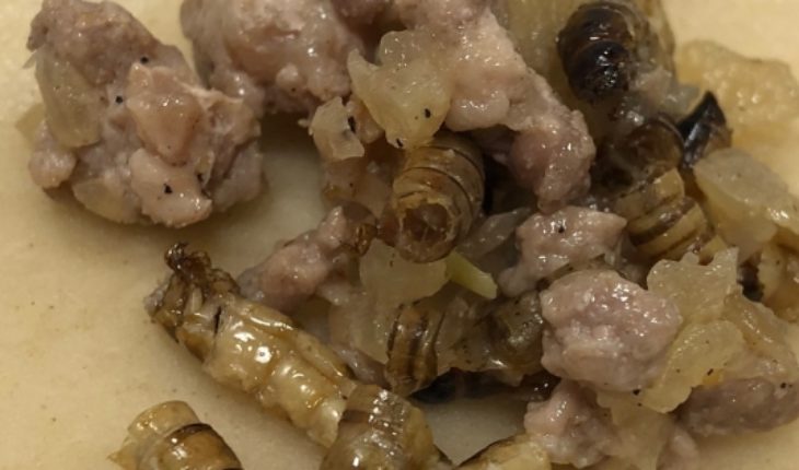 Entomofagia: ¿comerías una empanada hecha con larvas?