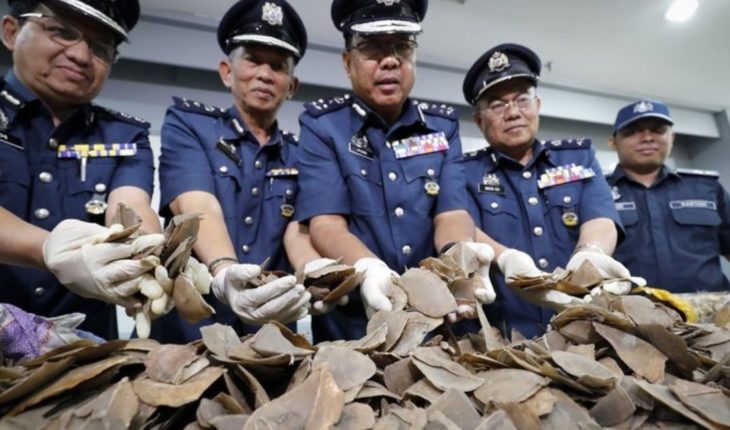 Grupo: Malasia incauta 30 toneladas de pangolines, derivados