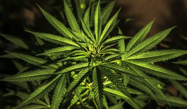 Jueces no podrán negar amparos para uso recreativo de la mariguana: SCJN