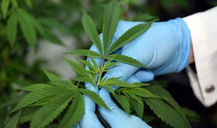 Proponen quitar al cannabis de la lista internacional de drogas peligrosas