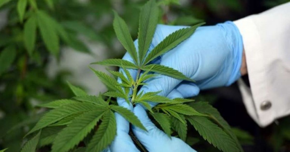 Proponen quitar al cannabis de la lista internacional de drogas peligrosas