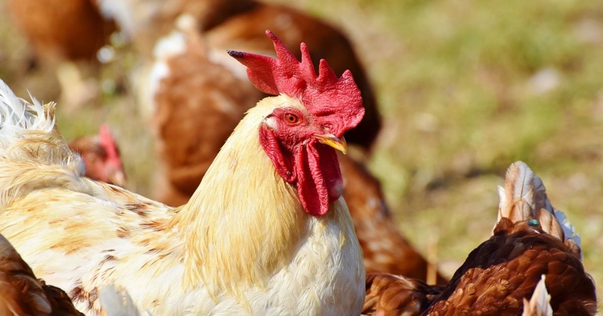Sacrifica Taiwán 32 mil 500 pollos por brote de gripe aviar