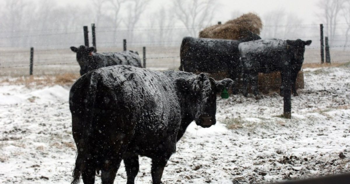 Tormenta invernal provoca muerte de más de 1600 vacas