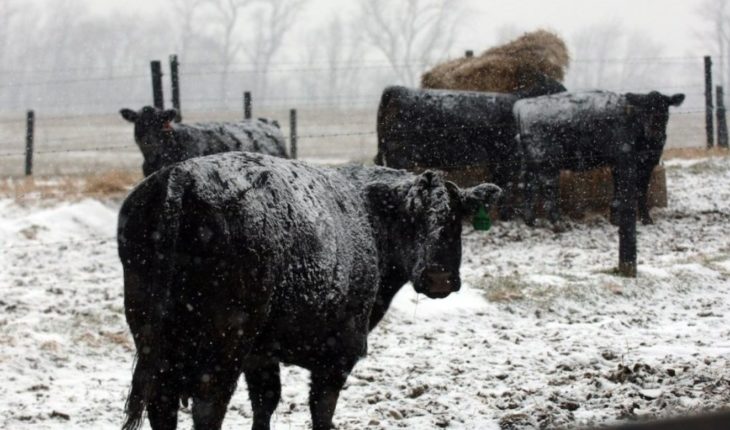 Tormenta invernal provoca muerte de más de 1600 vacas