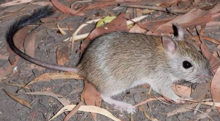 Un roedor australiano, el primer mamífero extinto por el cambio climático