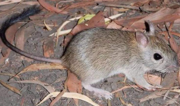 Un roedor australiano, el primer mamífero extinto por el cambio climático