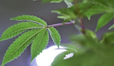 Uruguay apuesta fuerte al mercado de cannabis médico