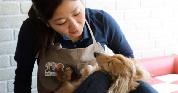 Vejez y enfermedad propician el auge de residencias para mascotas en Japón
