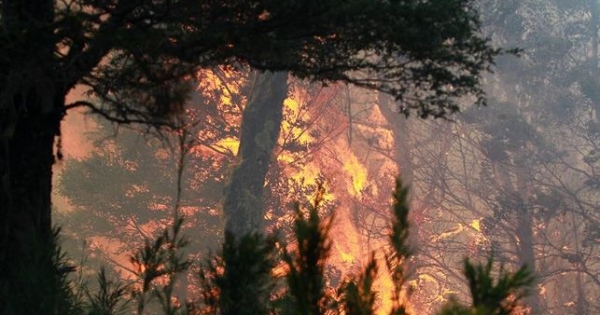 A total of 32 active forest fires affect the southern area