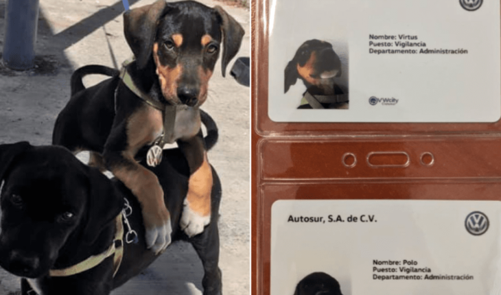 translated from Spanish: Automotive agency adopts 2 puppies and gives them work