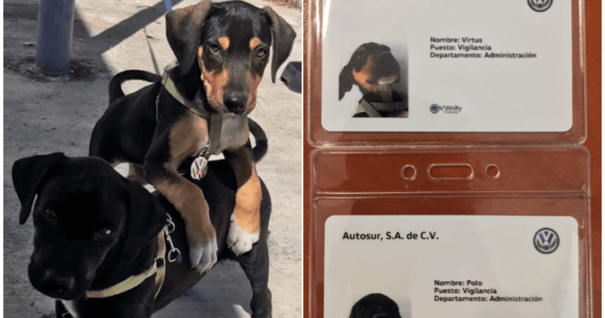 Automotive agency adopts 2 puppies and gives them work