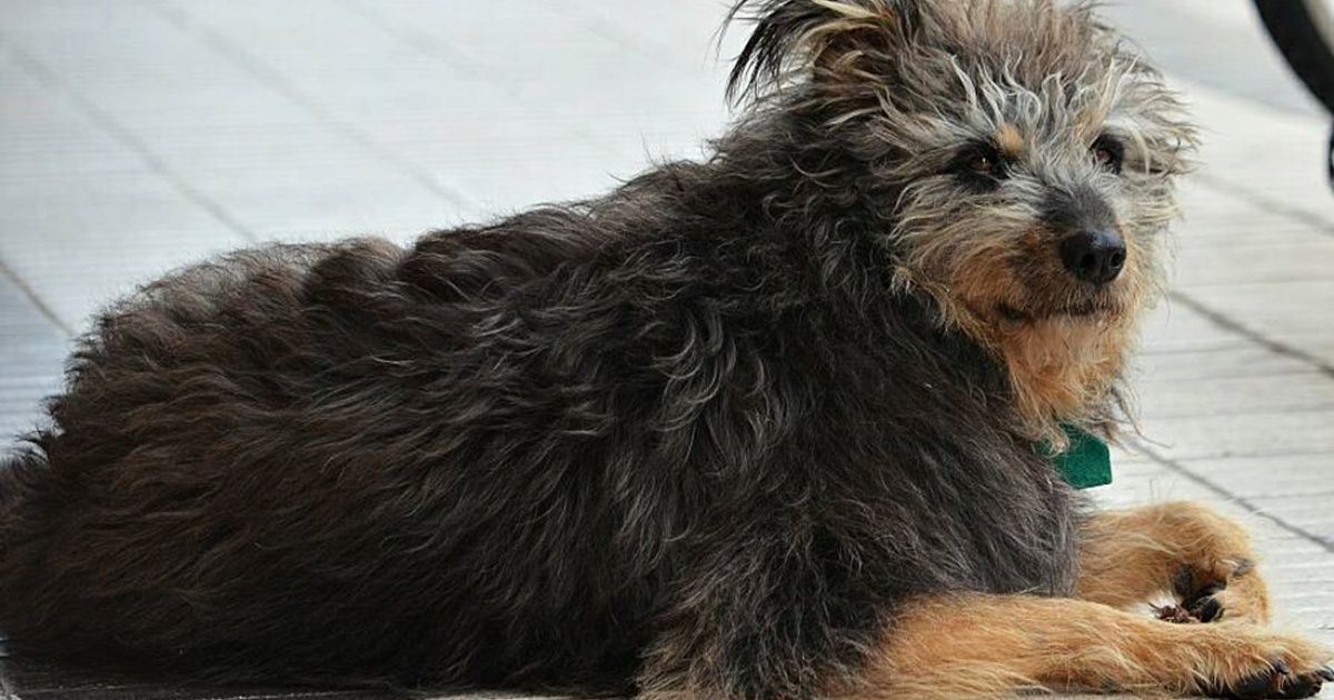 Bahía Blanca conmovida por la partida de "Cachi", el perro callejero más querido