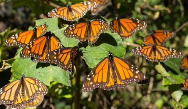 translated from Spanish: Deforestation and mining threaten the monarch butterfly