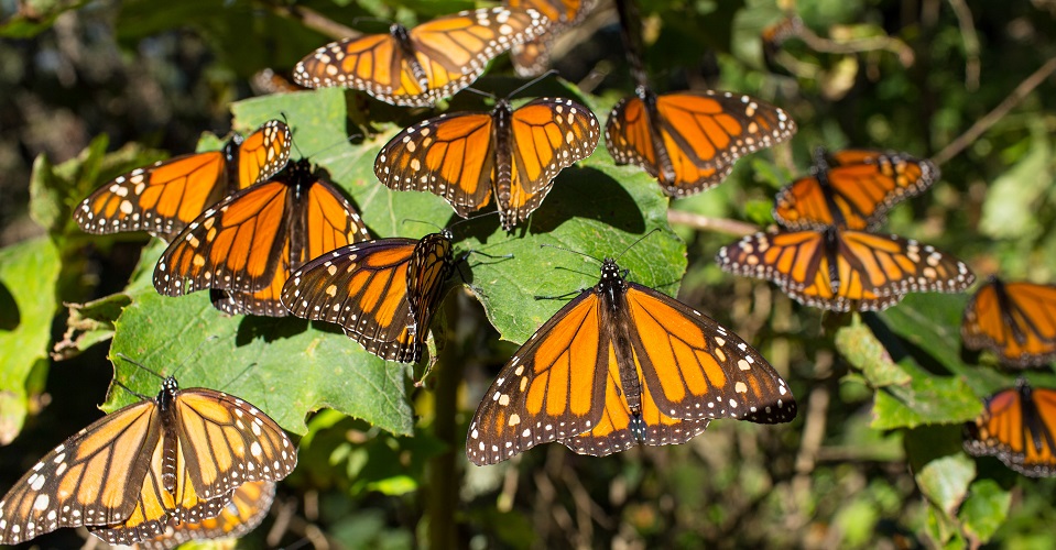 Deforestation and mining threaten the monarch butterfly