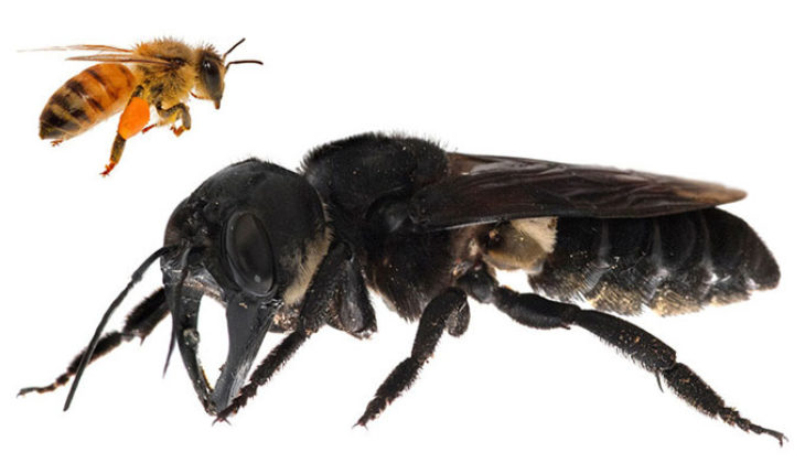 translated from Spanish: Encuentran en Indonesia a una abeja gigante que se daba por extinta