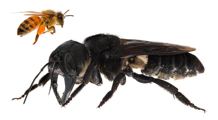 Encuentran en Indonesia a una abeja gigante que se daba por extinta